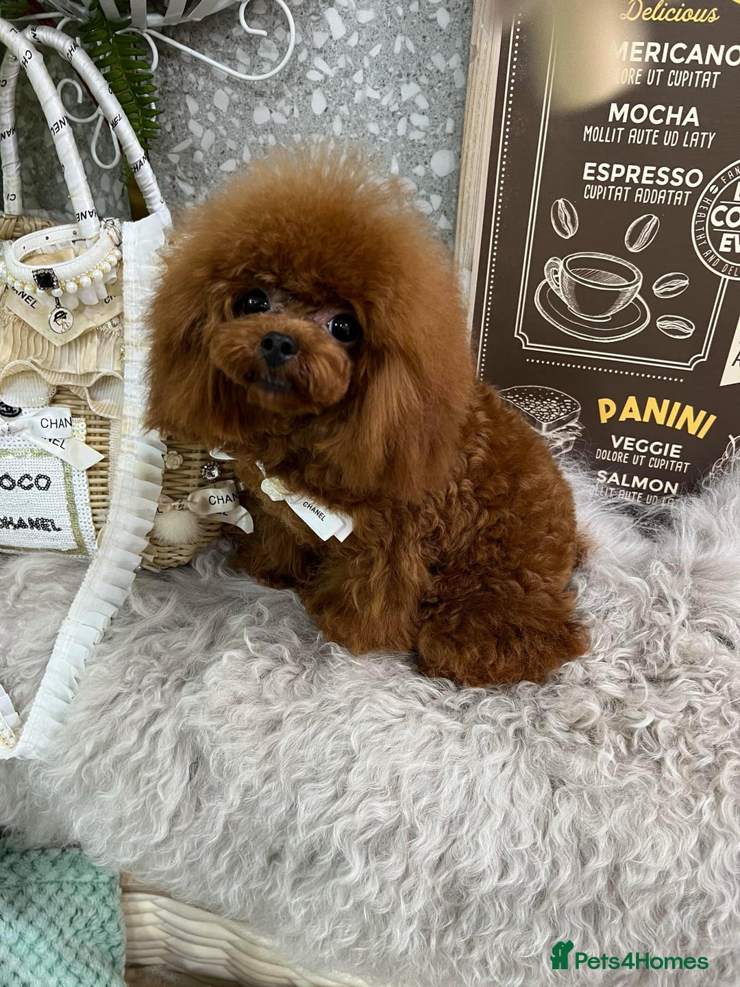 Toy Poodle dogs for sale: Female Asian Toy Poodle  - Image 9