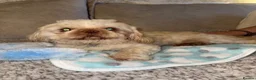 Shih Tzu dogs for sale: Shih Tzu Puppies  - Advert 24