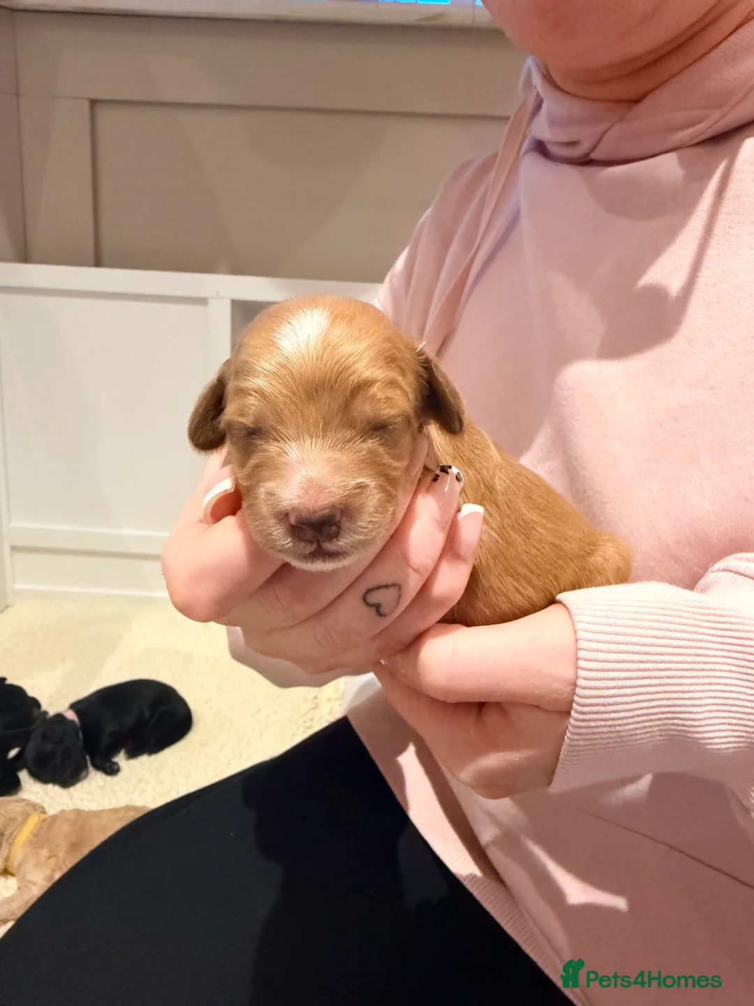 Mixed Breed dogs for sale: Loodlepoo Puppies  - Advert 30