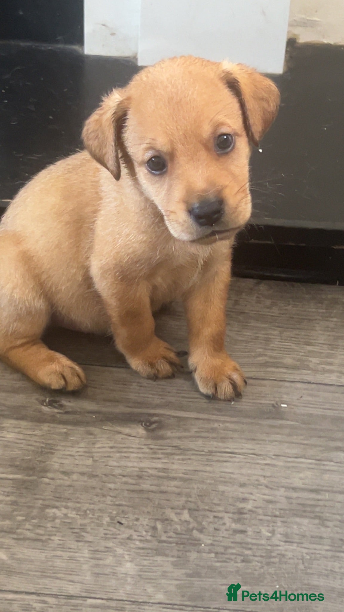 Mixed Breed dogs Canedoodle puppies £600 - Advert 1