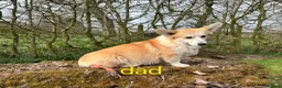 Welsh Corgi Pembroke dogs for sale: Welsh Pembroke Corgi puppy's for sale - Advert 3