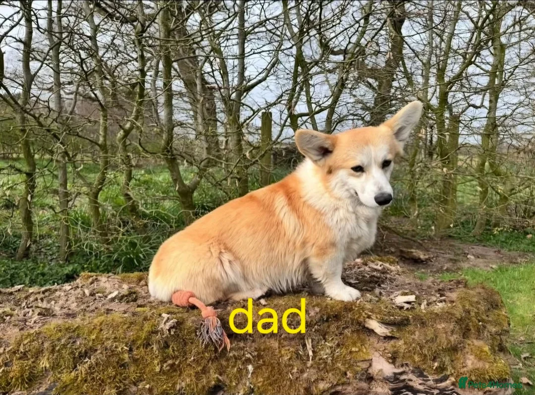 Welsh Corgi Pembroke dogs for sale: Welsh Pembroke Corgi puppy's for sale - Advert 3