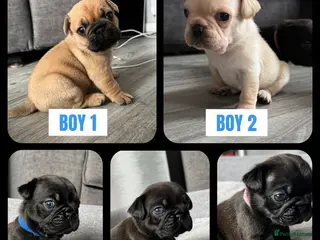 Frug dogs Frug puppies (French bulldog x pug) - Advert 17