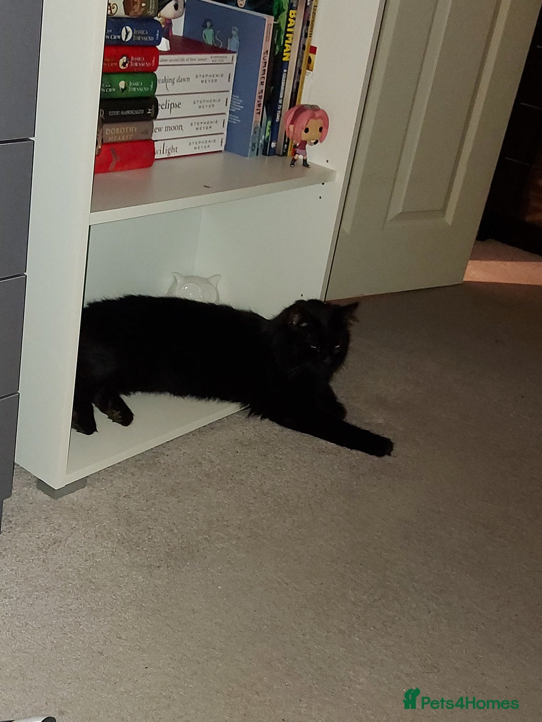 Mixed Breed cats for sale: 5 Year Old Cat For Rehome  - Advert 2