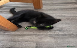 Mixed Breed cats for sale: 6 beautiful kittens for sale - Image 15
