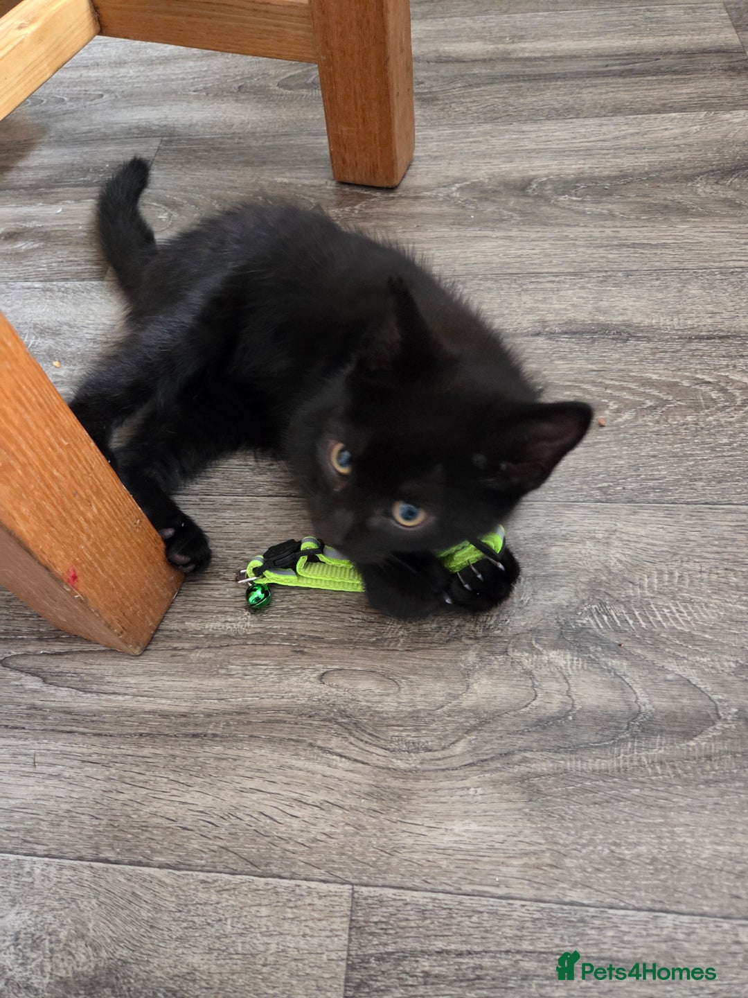 Mixed Breed cats for sale: 6 beautiful kittens for sale - Image 15