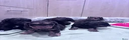 Cockapoo dogs for sale: Cockapoo puppies  - Advert 23
