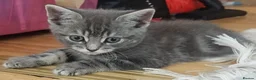Mixed Breed cats for sale: Kitten for sale 🩷🩷 sweet girl  - Advert 7