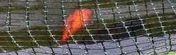 Goldfish fish for sale: Outdoor Pond Fish - Advert 1