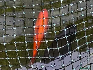 Goldfish fish Outdoor Pond Fish - Advert 1