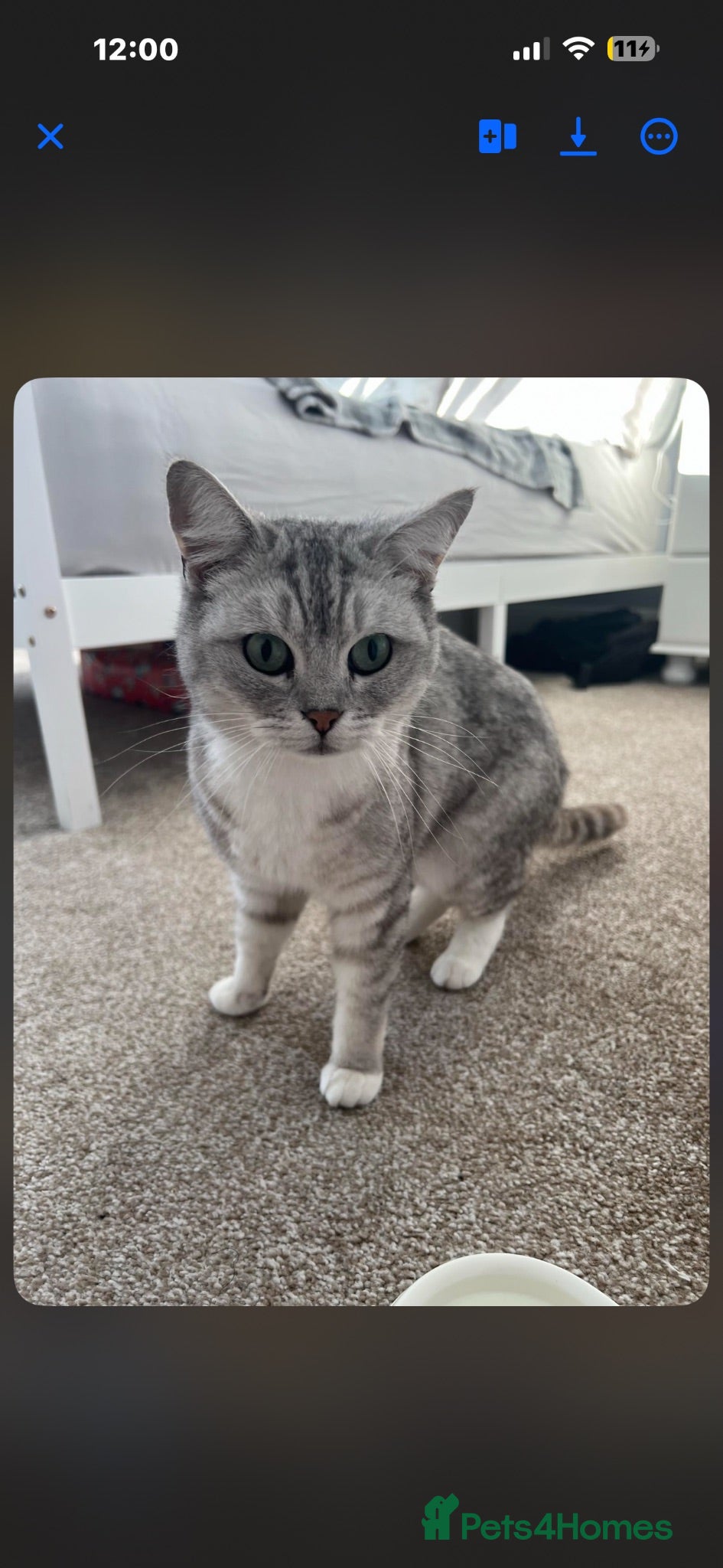 British Shorthair cats Birtish shorthair  - Advert 15