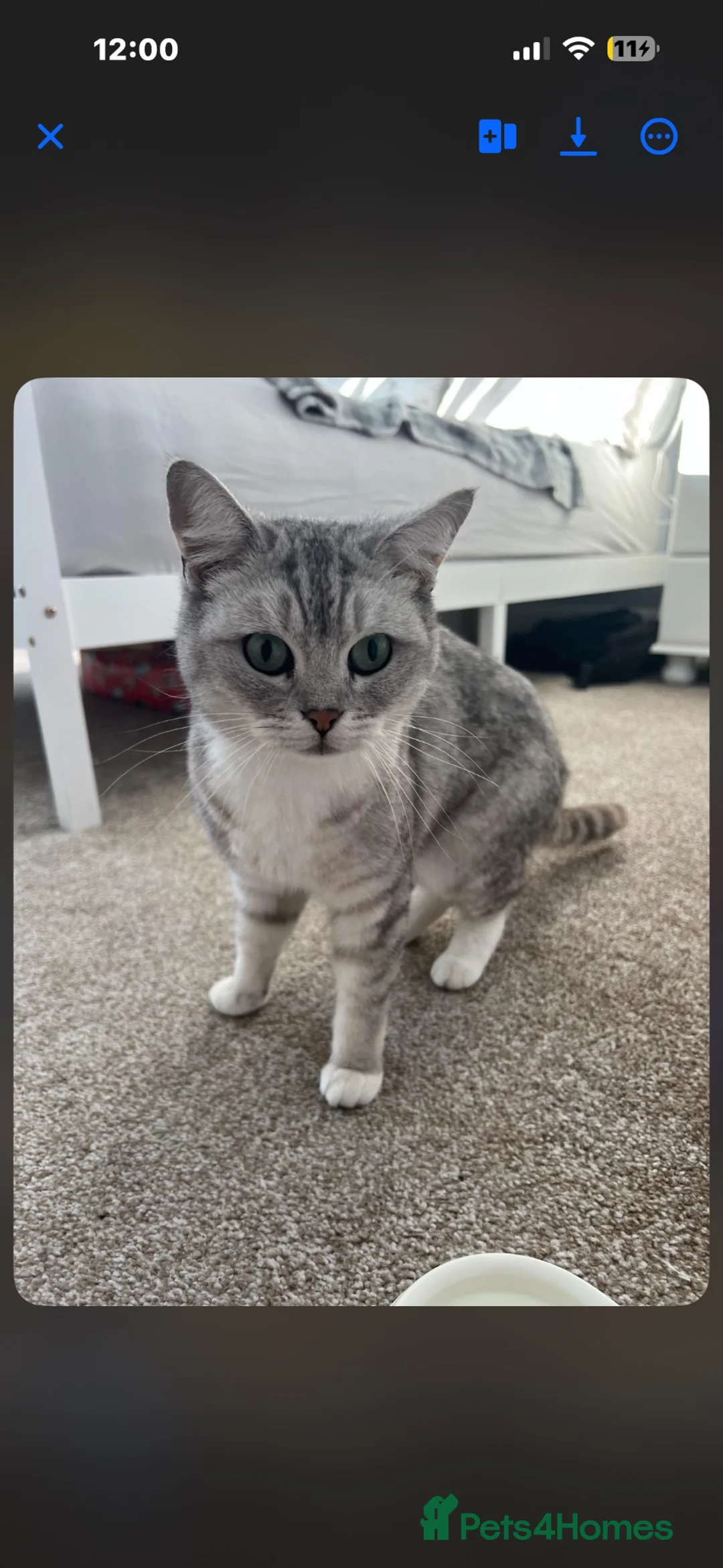 British Shorthair cats for sale: Birtish shorthair  in Penarth - Advert 1