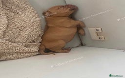 Dogue De Bordeaux dogs for sale: Dogue de Bordeaux puppy’s ready now  - Image 10