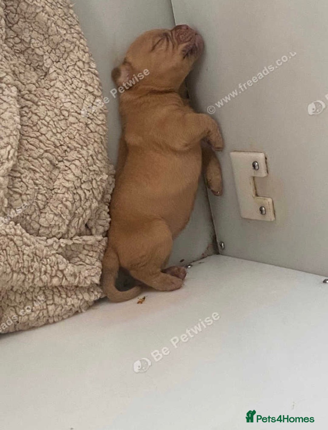 Dogue De Bordeaux dogs for sale: Dogue de Bordeaux puppy’s ready now  - Image 10