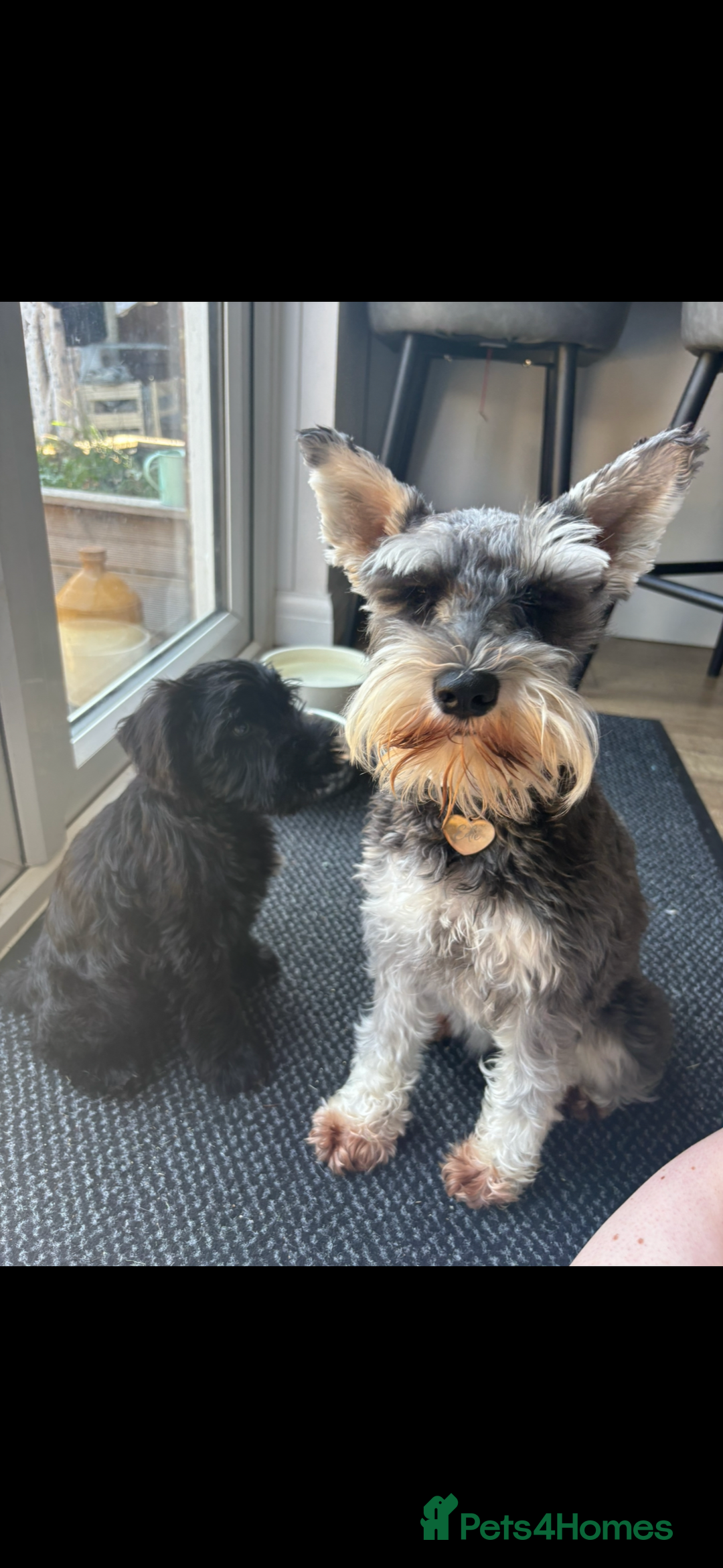 Miniature Schnauzer dogs for sale: KC Registered Miniature Schnauzer Puppies  - Advert 4