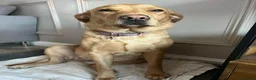 Labrador Retriever dogs for sale: One Girl Available! Ready this week!  - Advert 16