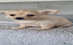 Chihuahua dogs for sale: Cute as a Button: Friendly Chihuahua Puppies - Image 3