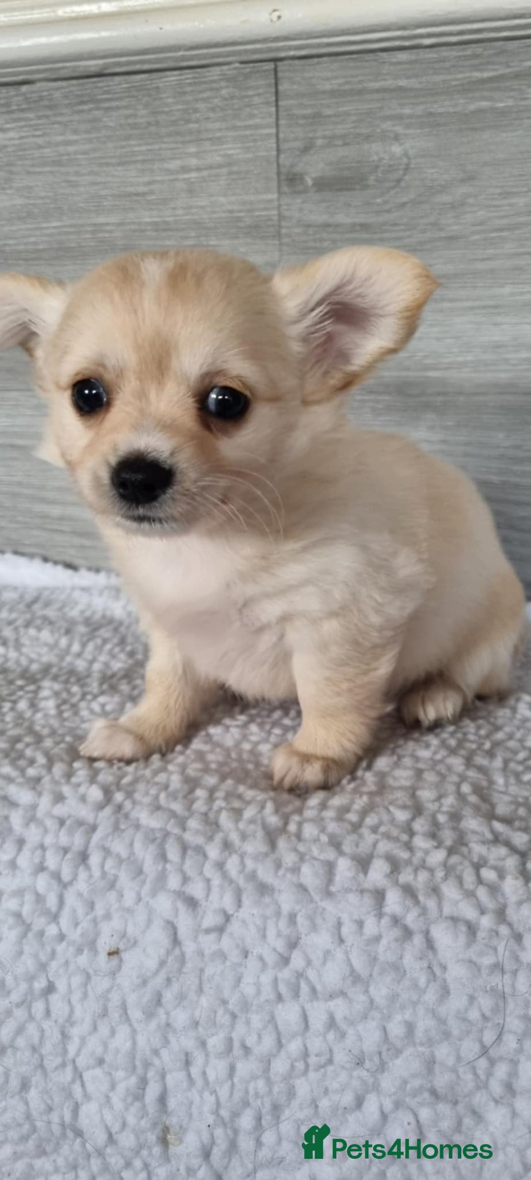 Chihuahua dogs for sale: Cute as a Button: Friendly Chihuahua Puppies - Image 3