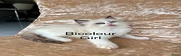 Ragdoll cats for sale: Beautiful ragdoll kittens  - Advert 3