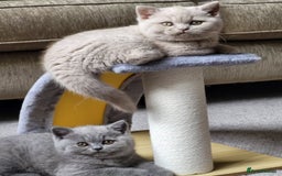 British Shorthair cats for sale: ⚡️🔥British 🔥shorthair kittens 😸  - Image 11