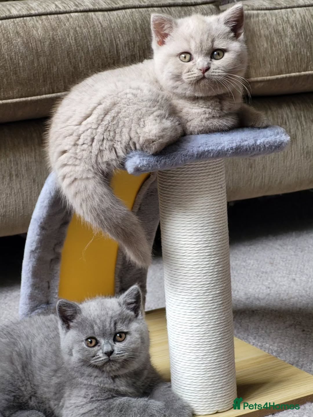 British Shorthair cats for sale: ⚡️🔥British 🔥shorthair kittens 😸  - Image 11