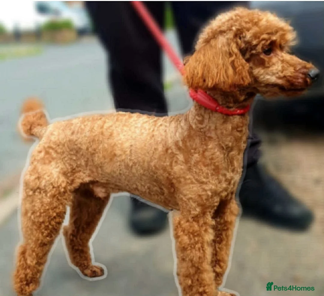 Cockapoo dogs for sale: F1 Cockpoo Boy in Bewdley - Advert 6