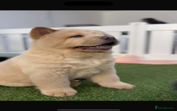 Chow Chow dogs for sale: Smooth cream chow for sale! Price been reduced - Image 5
