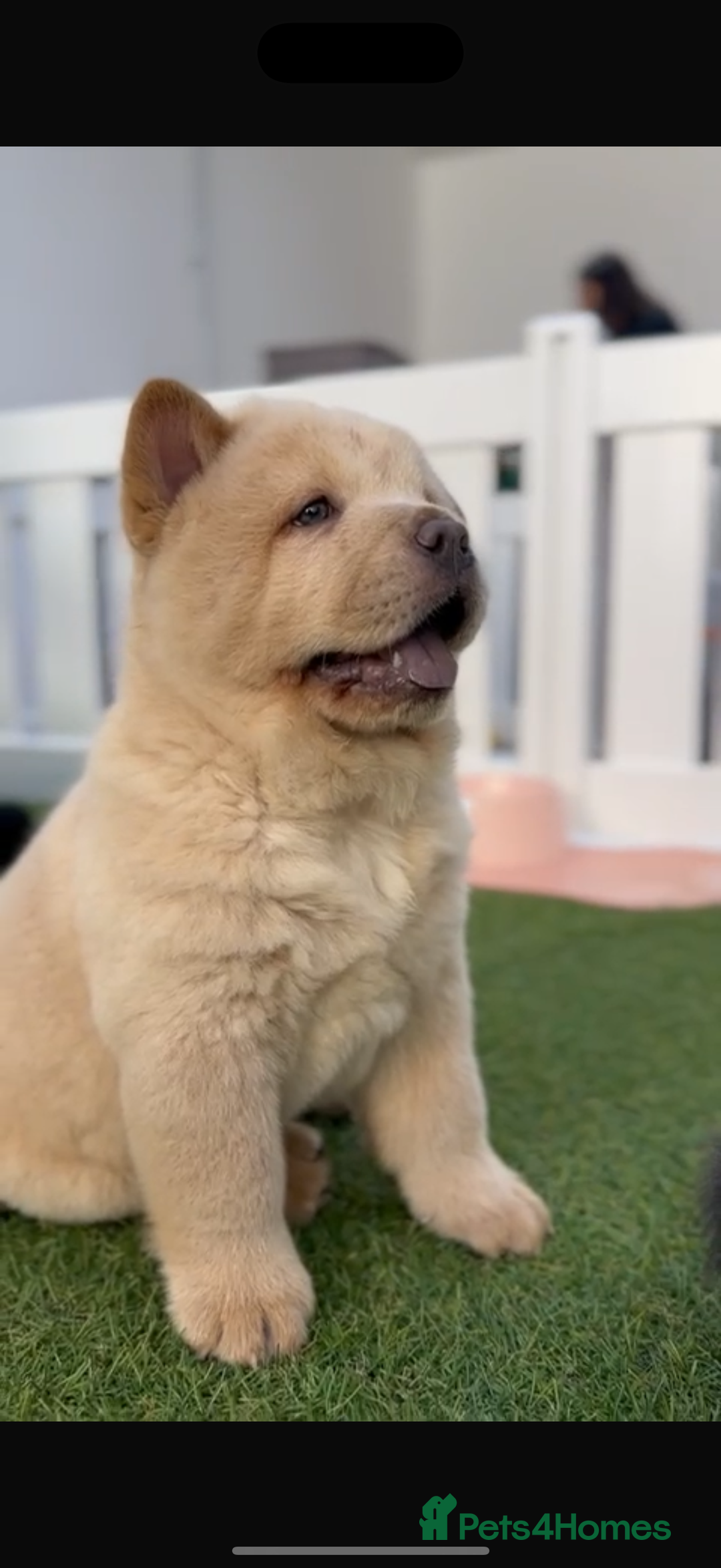 Chow Chow dogs for sale: Smooth cream chow for sale! Price been reduced - Image 5