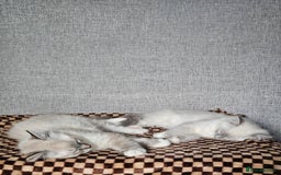 Ragdoll cats for sale: Stunning registered seal tabby ragdoll GC lines - Image 21