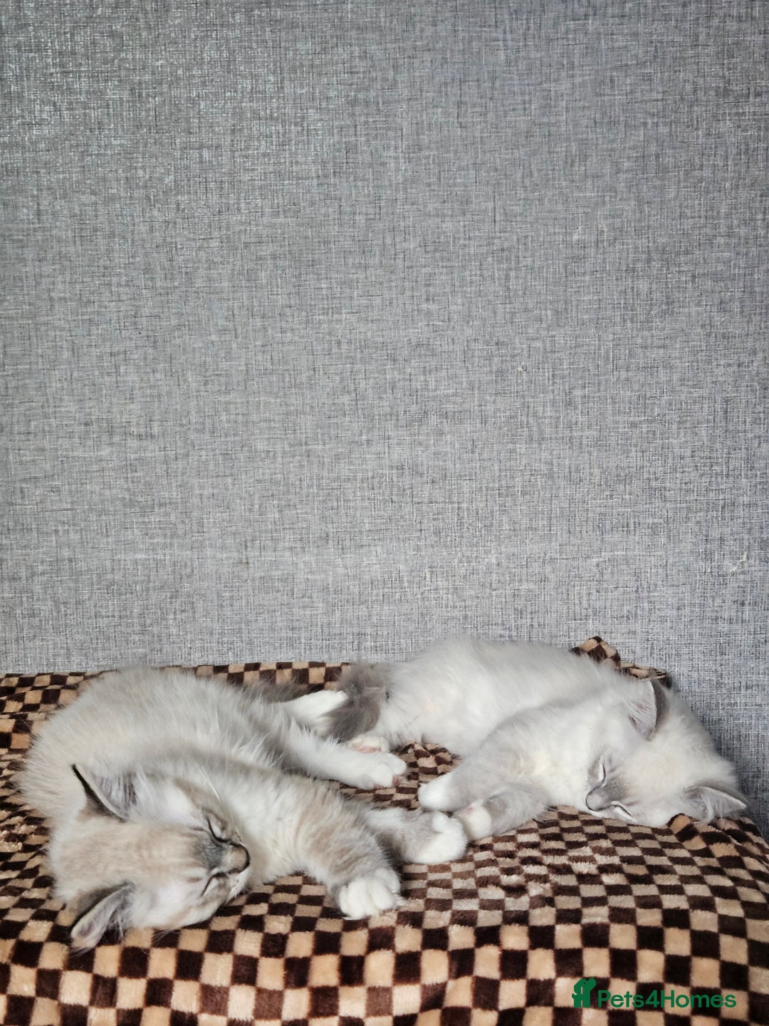 Ragdoll cats for sale: Stunning registered seal tabby ragdoll GC lines - Image 21