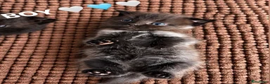 Scottish Fold 1