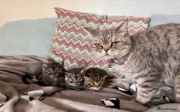 British Shorthair cats for sale: brithis shorthair kitten  - Image 6