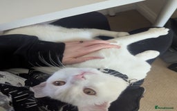 Domestic Shorthair cats for sale: Make White Cat for rehoming  - Image 4