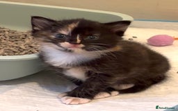 Mixed Breed cats for sale: 5 perfect kittens available  - Image 3