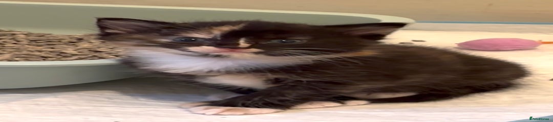 Mixed Breed Kitten 4