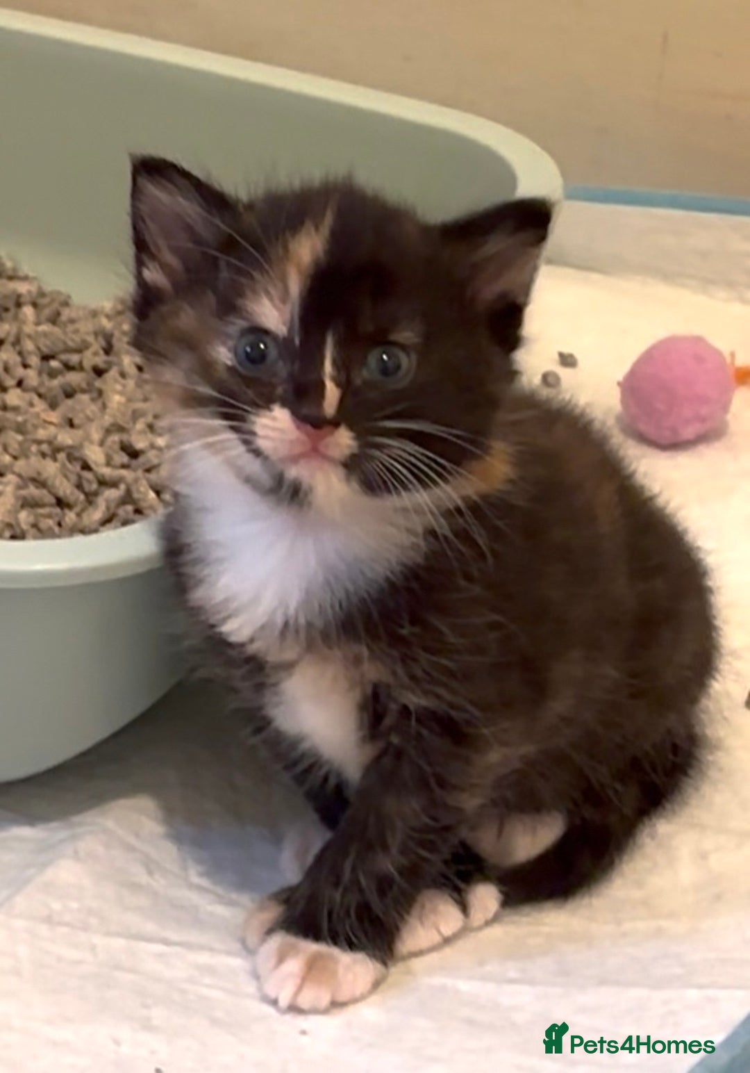 Mixed Breed cats for sale: 5 perfect kittens available  - Image 3