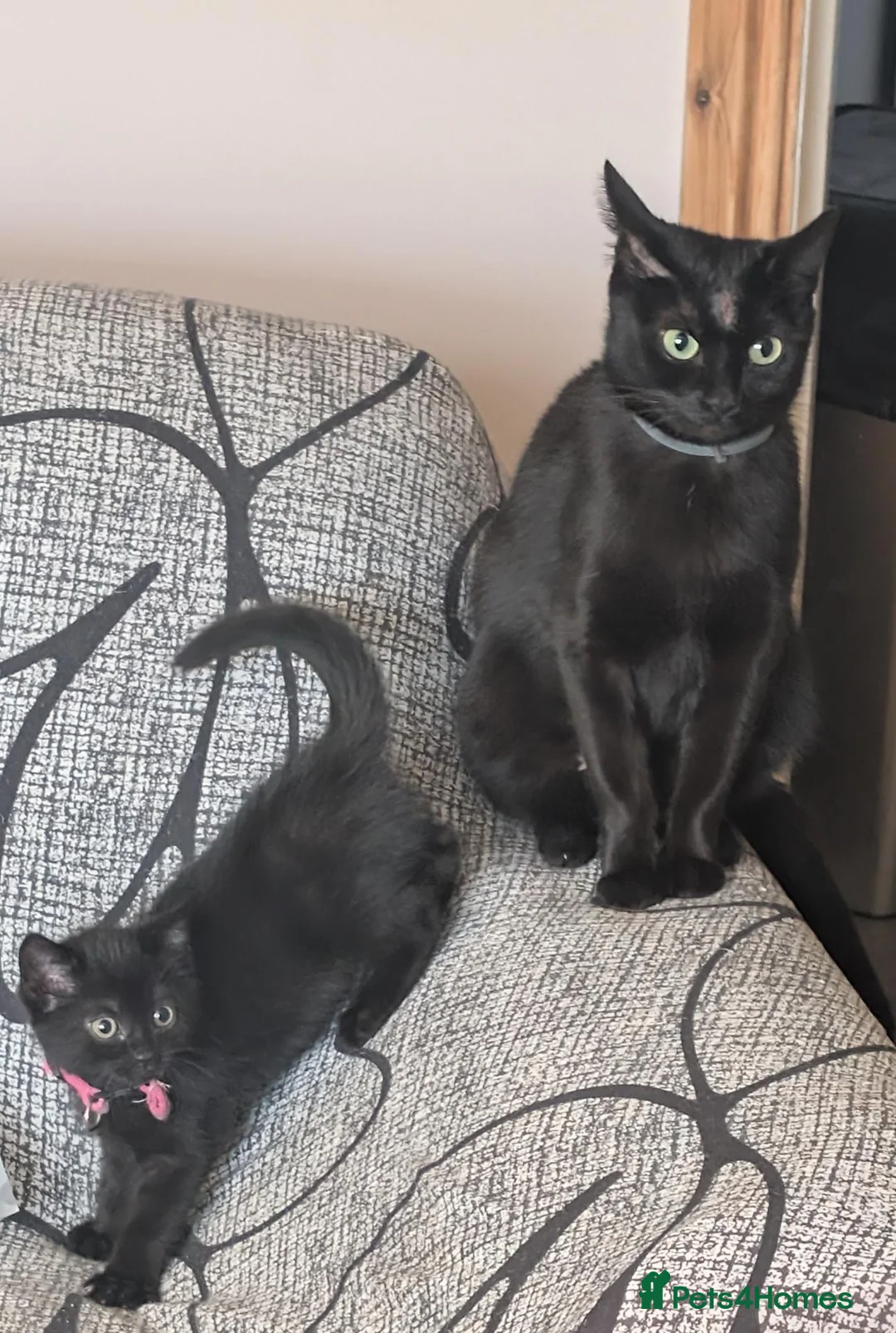 Mixed Breed cats for sale: Kitten  - Advert 1