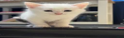 Bengal cats for sale: Bengal X kittens  in Bristol - Advert 11
