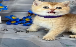 British Shorthair cats for sale: STUNNING TICA BRITISH SHORTHAIR/LONGHAIR KITTENS - Image 17