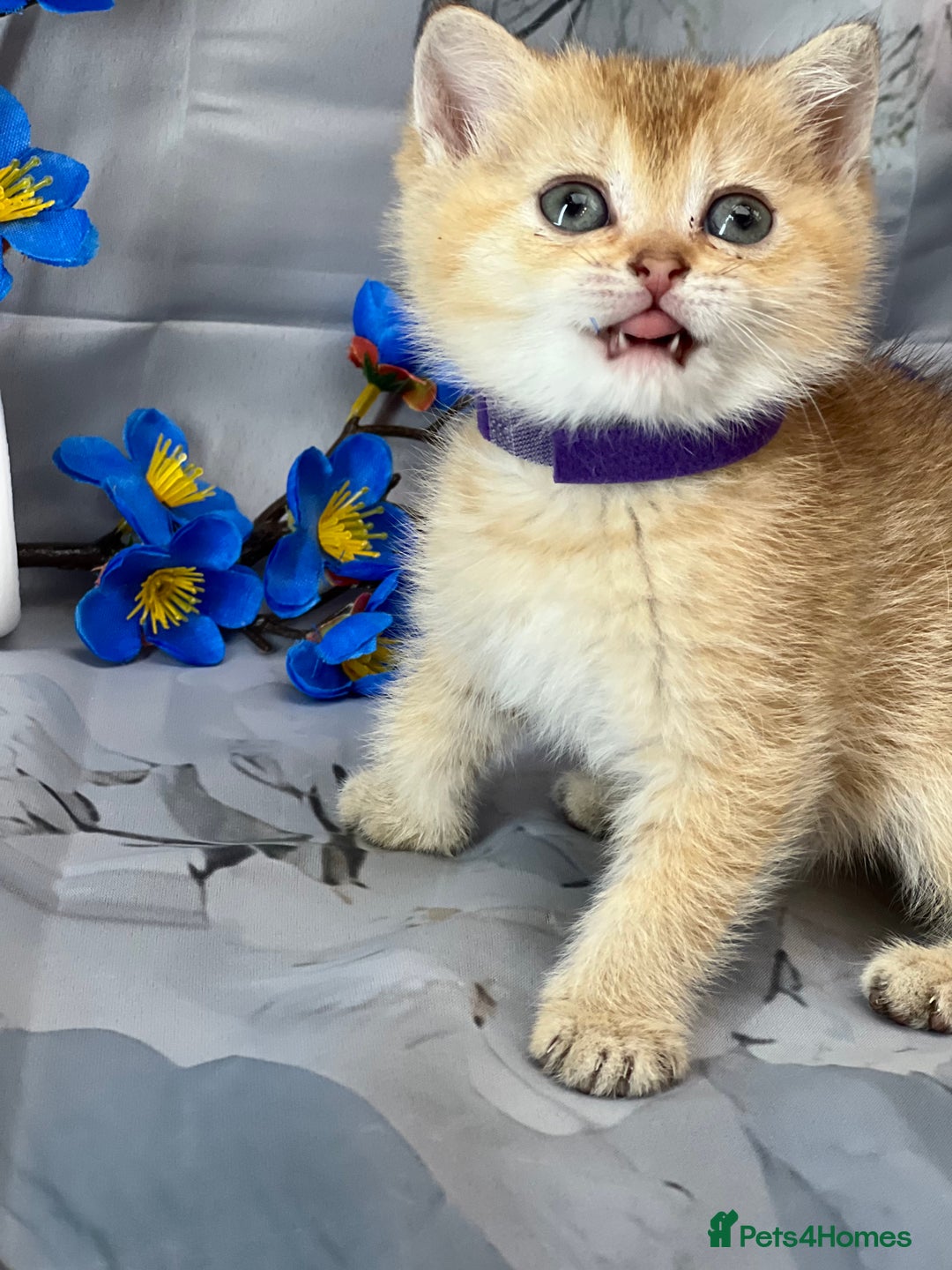 British Shorthair cats for sale: STUNNING TICA BRITISH SHORTHAIR/LONGHAIR KITTENS - Image 17