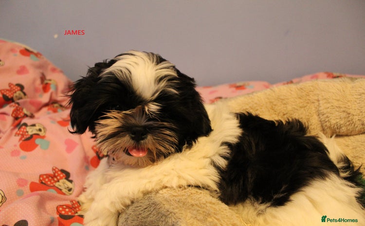 Shih Tzu dogs - Advert 3