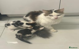British Longhair cats for sale: North london kittens - Image 6