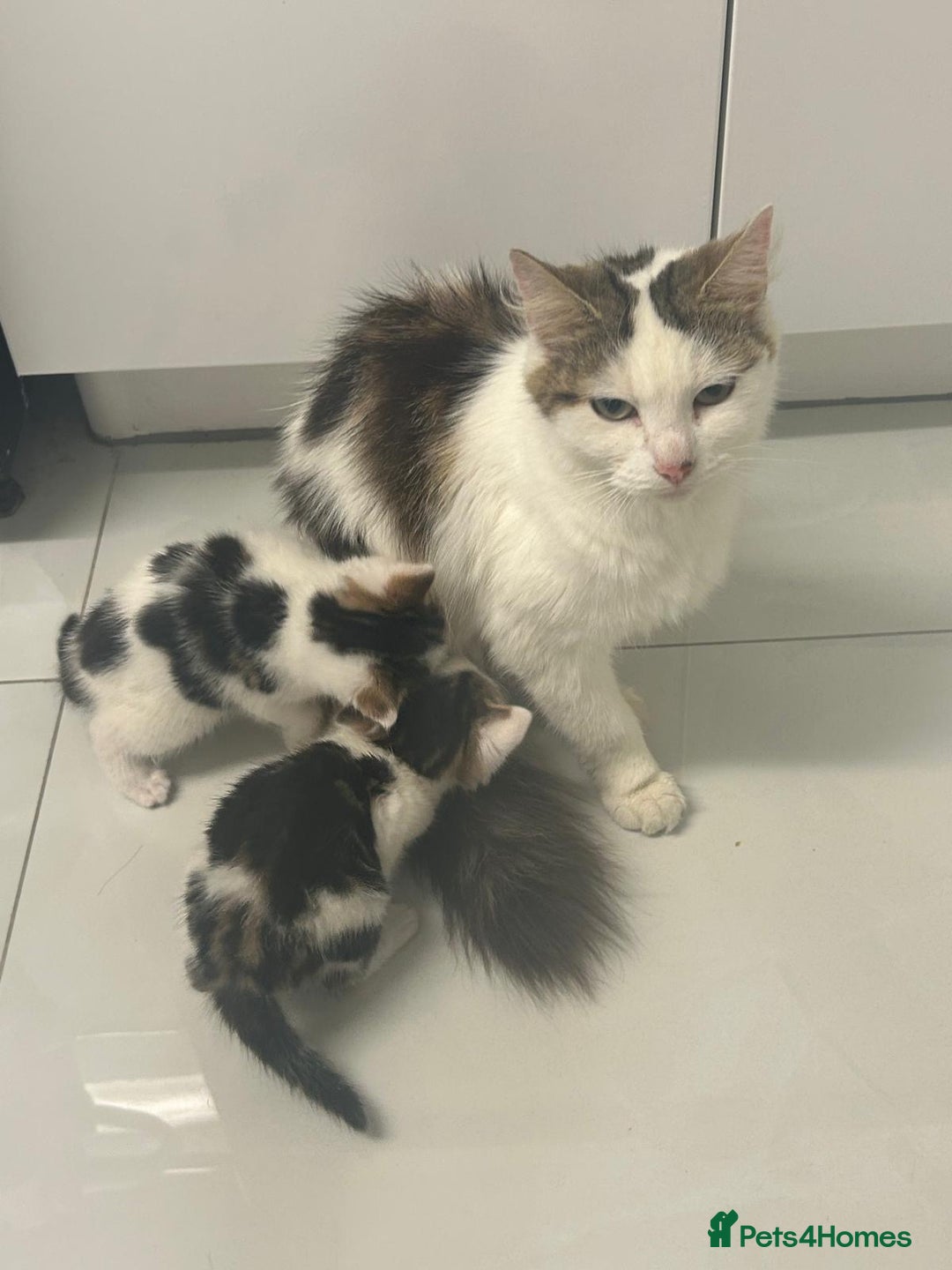 British Longhair cats for sale: North london kittens - Image 6