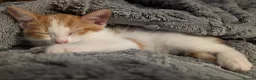 Domestic Shorthair cats for sale: 5 Ginger Kittens - Advert 3