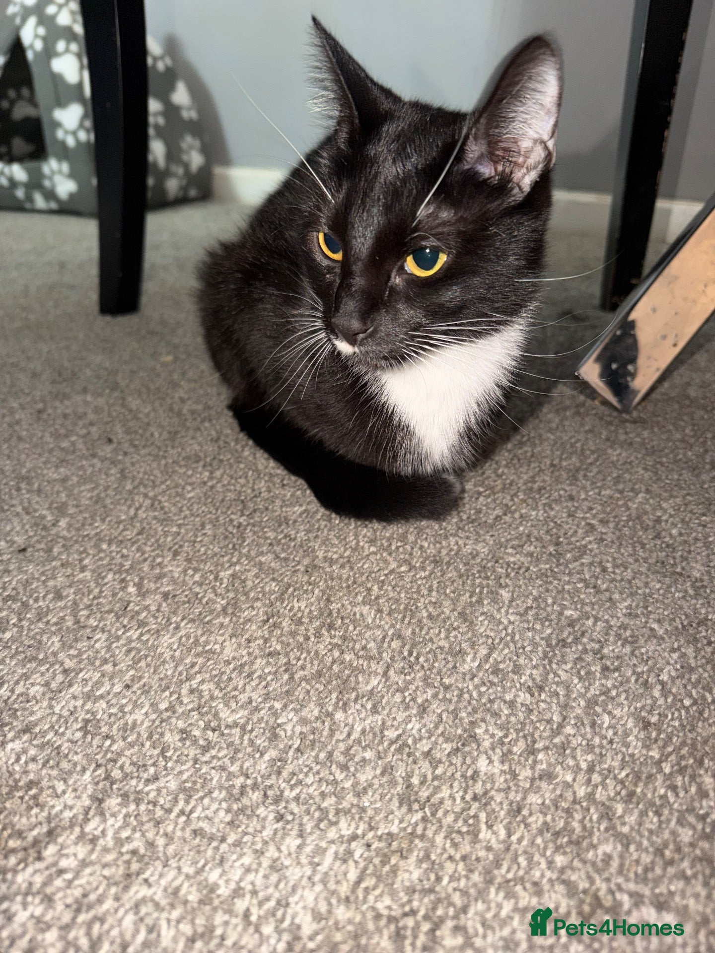 British Shorthair cats Kittens for sale. - Advert 1