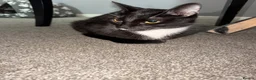 British Shorthair cats for sale: Kittens for sale. - Advert 1