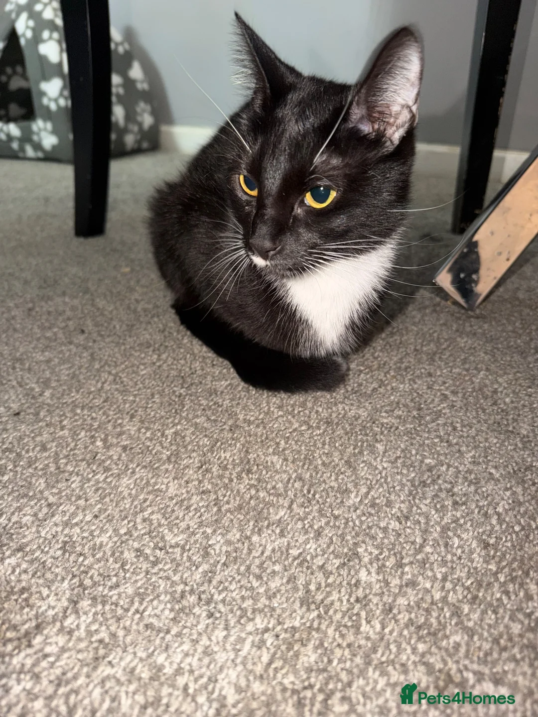 British Shorthair cats for sale: Kittens for sale. - Advert 1