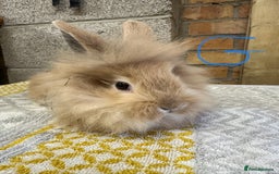 Lionhead rabbits for sale: Lionhead Rabbits For Sale  - Advert 10