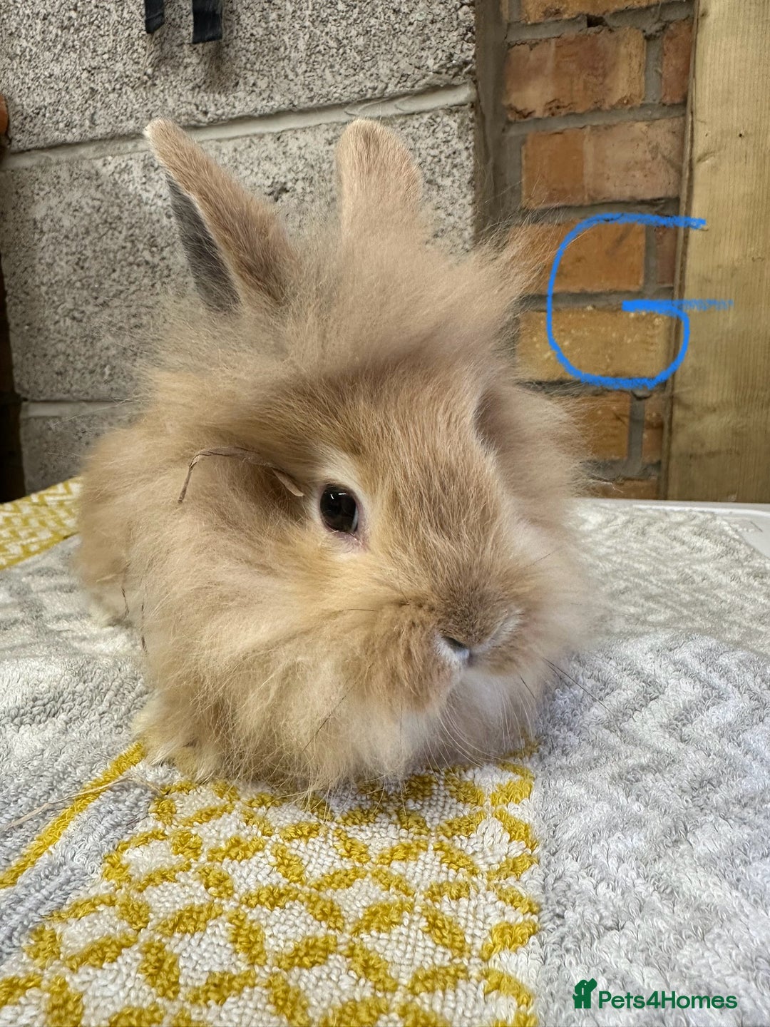 Lionhead rabbits for sale: Lionhead Rabbits For Sale  - Advert 10