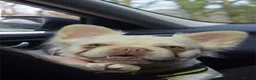 French Bulldog dogs for sale: Fluffy French bulldog female puppies  - Advert 9